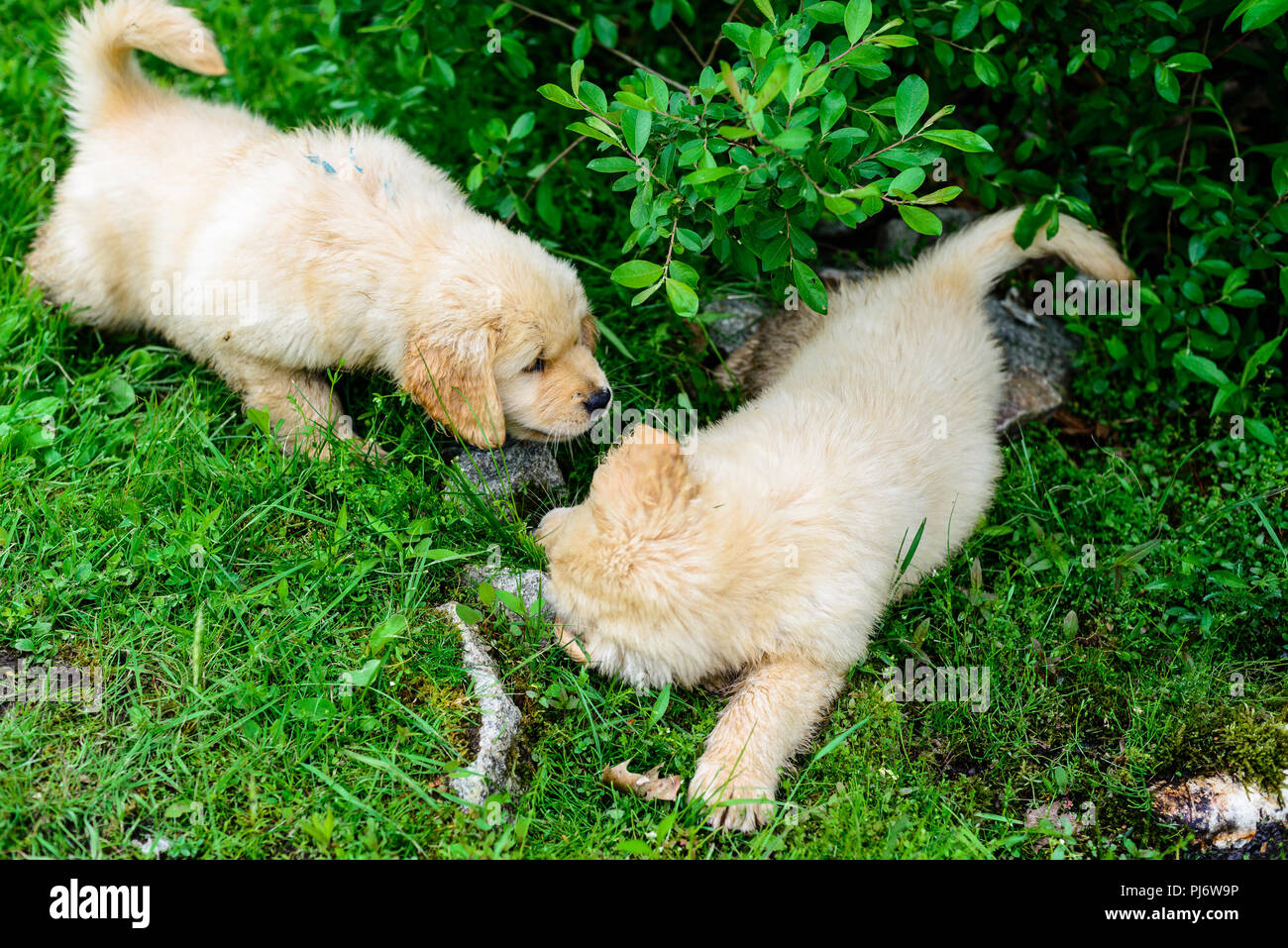 Falmouth, Maine. 8 semaine les chiots Golden Retriever à PoeticGold Farm à Falmouth, Maine le 7 juin 2018. Credit : Benjamin Ginsberg Banque D'Images