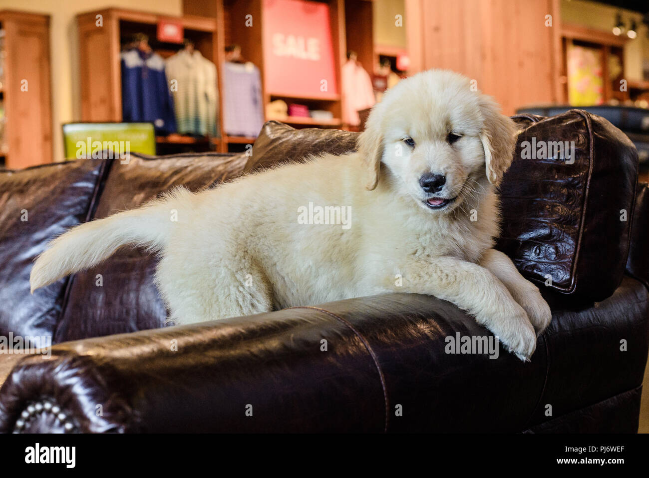 Manchester, VT. Huit semaines chiot golden retriever jouant sur un canapé en cuir marron, le 8 juin 2018. Credit : Benjamin Ginsberg Banque D'Images