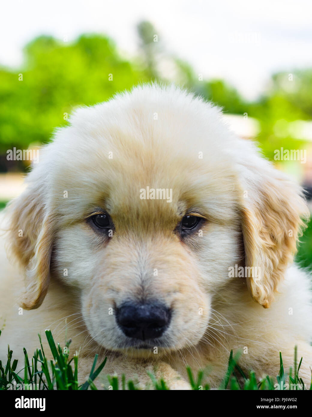 Manchester, VT. Huit semaines chiot golden retriever jouant dans grass field à Manchester, VT le 8 juin 2018. Credit : Benjamin Ginsberg Banque D'Images