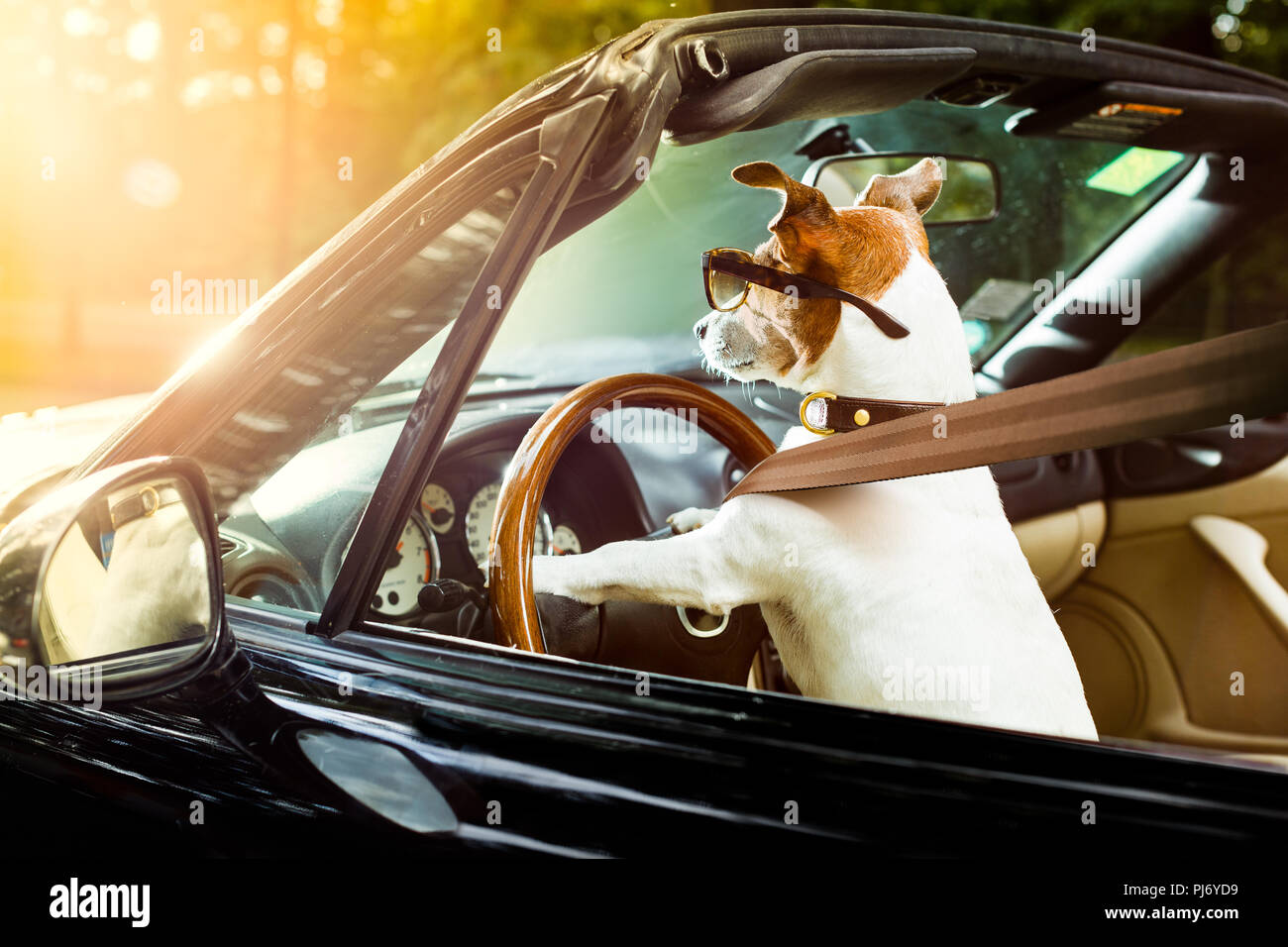 Jack Russell chien dans une voiture près du volant, prêt à conduire vite et sauver , avec ceinture bouclée Banque D'Images