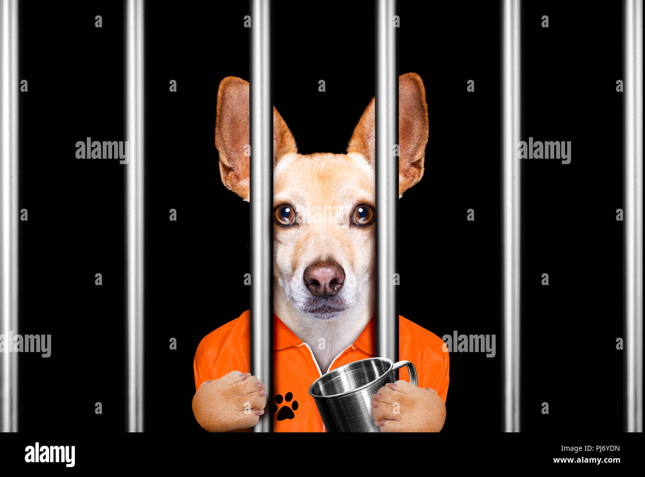 Chihuahua chien criminel derrière les barreaux à la prison de la police, la prison, ou un refuge pour mauvaise conduite Banque D'Images