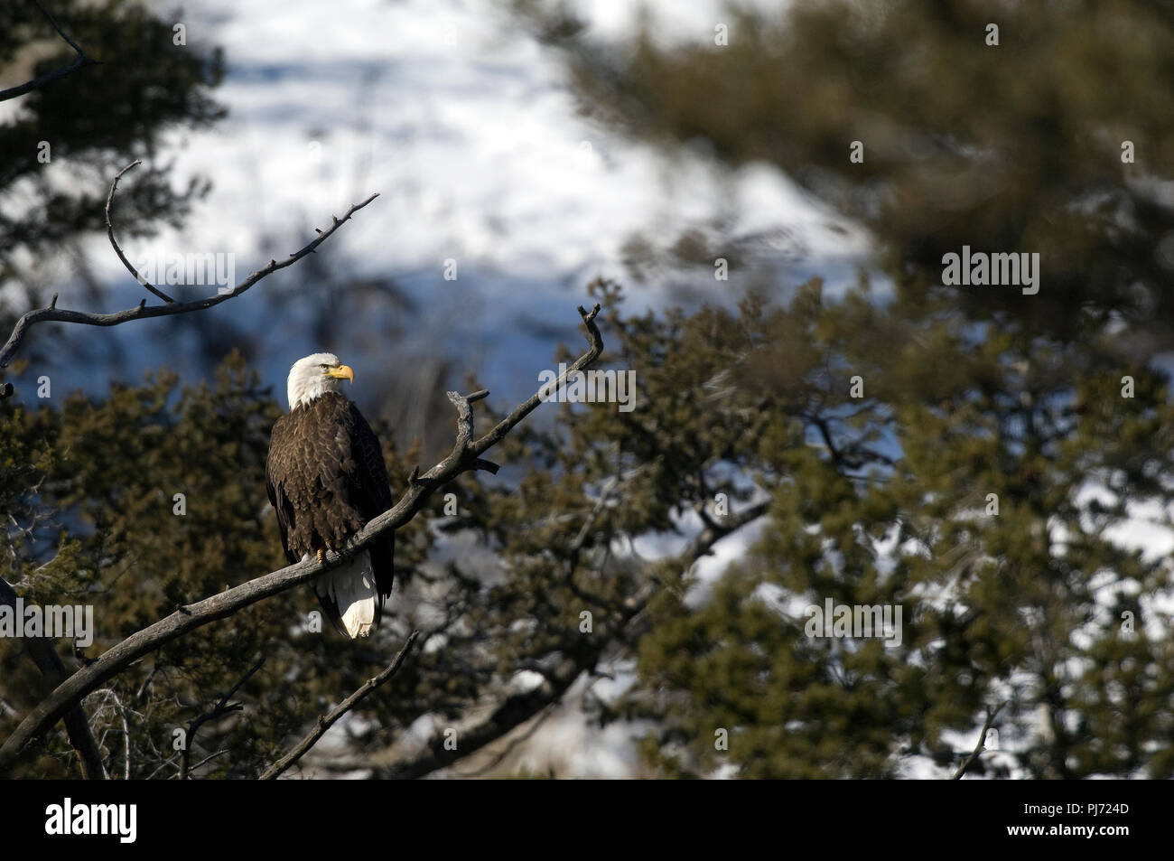 Pygargue à tête blanche (Haliaetus leucocephalus) - Le Nord de l'Amérique Pygargue a tete blanche Banque D'Images