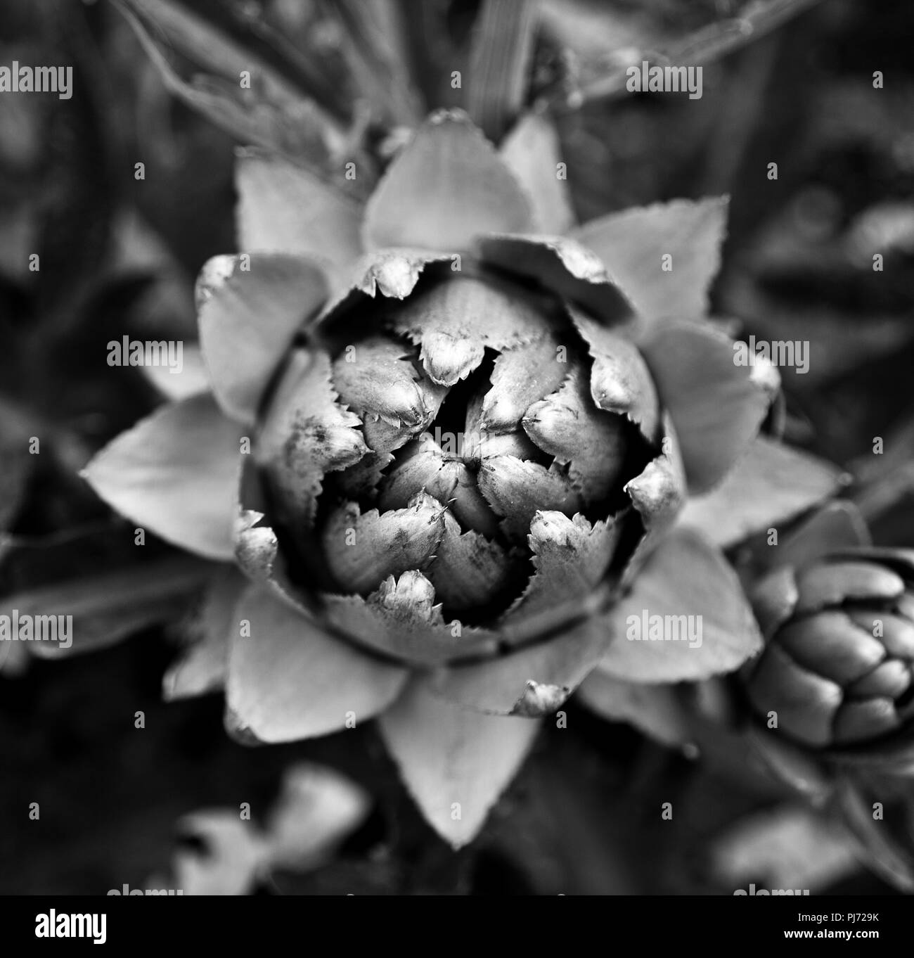 Artichaut Banque D'Images