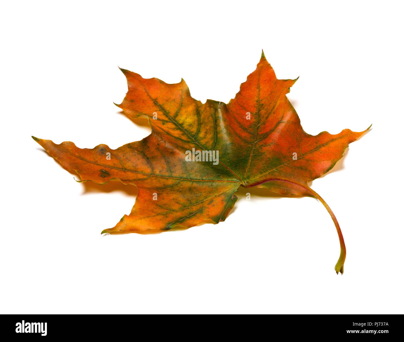 Feuille d'érable multicolores d'automne isolé sur fond blanc. Banque D'Images