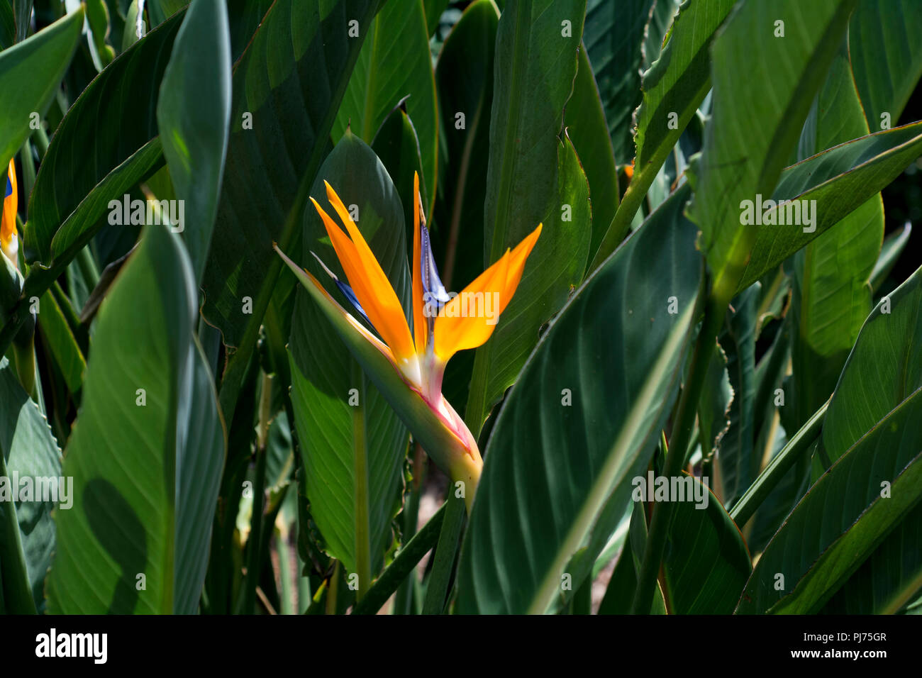 Oiseau du Paradis plante Banque D'Images