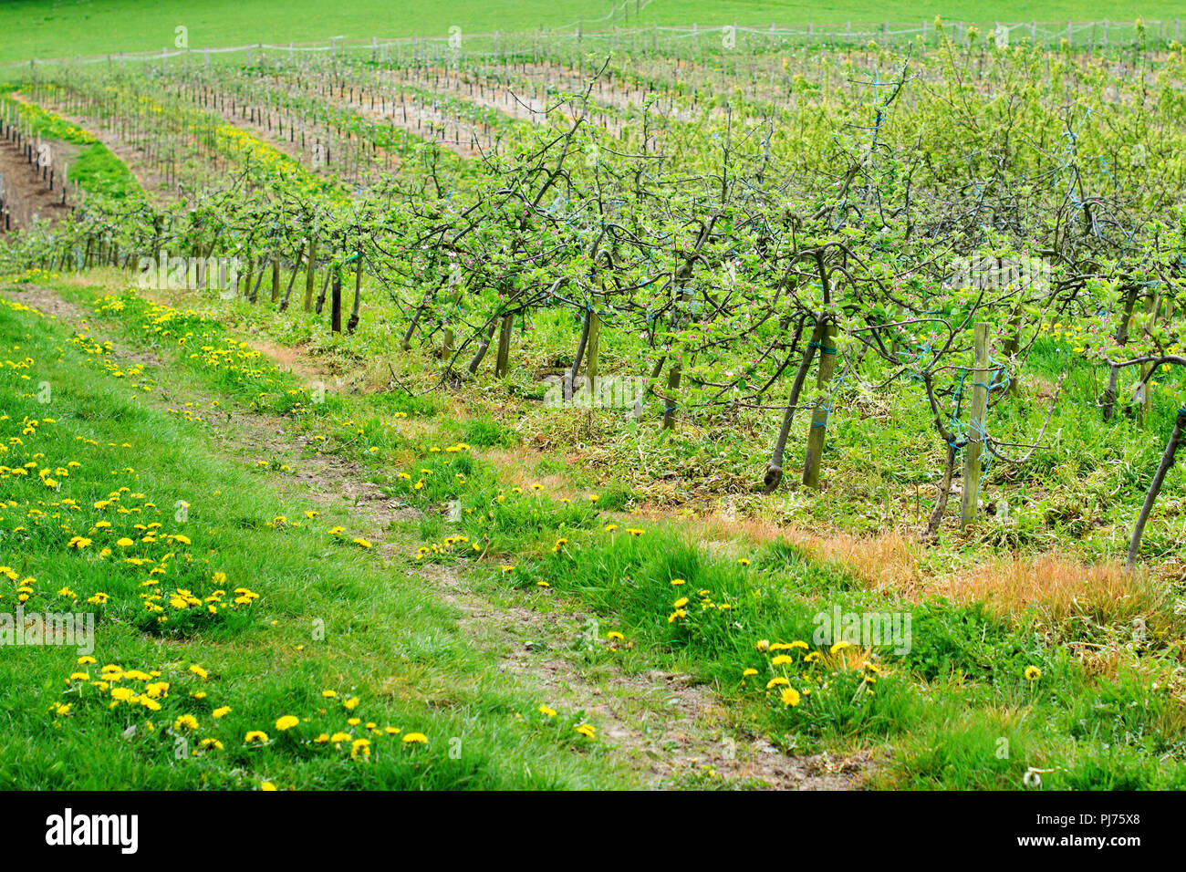 Rangées de jeunes arbres plantés dans le verger, Sussex, Angleterre, selective focus Banque D'Images