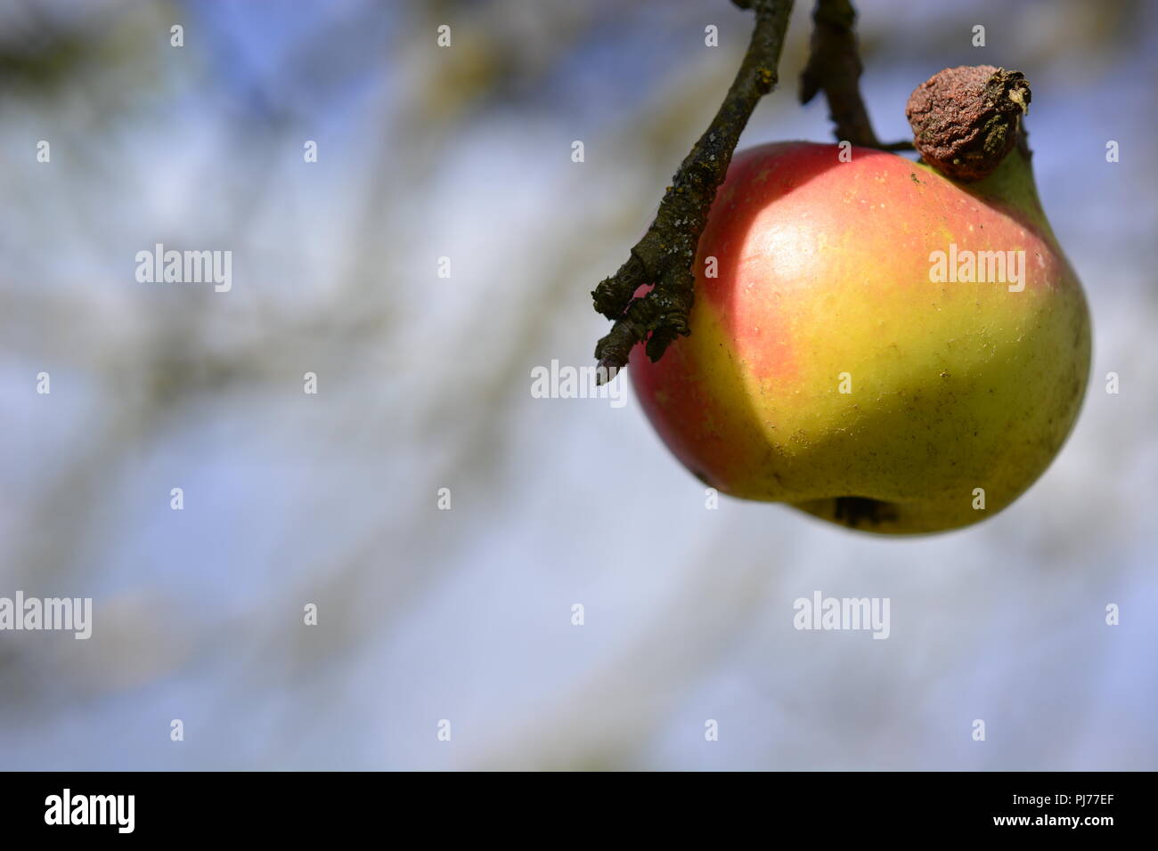 Une pomme rouge et jaune accroché seul sur une branche marron d'un pommier avec beaucoup plus de branches du flou en arrière-plan et la lumière bleue dans le s Banque D'Images