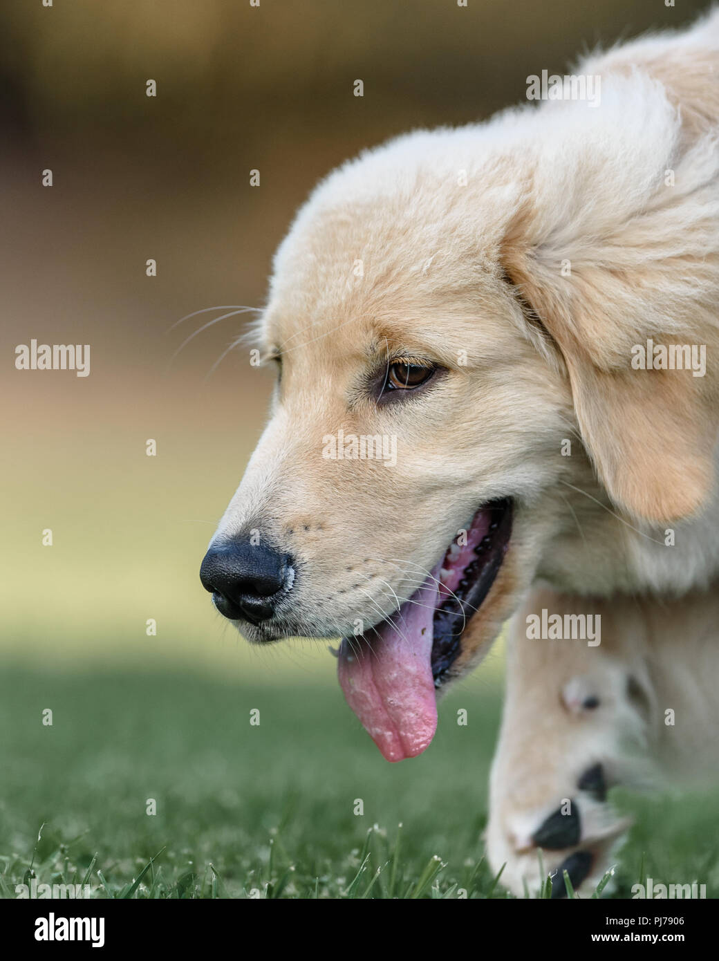 Huntington Beach, CA. Quatre mois golden retriever puppy playing fetch dans le parc Huntington Beach, CA , le 23 août 2018. Credit : Benjamin Ginsb Banque D'Images