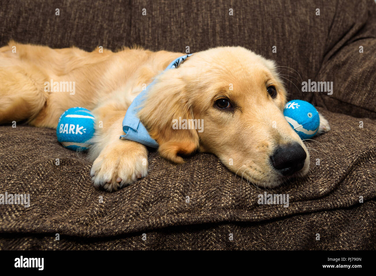 Huntington Beach, CA. Golden retreiver chiot jouer avec un petit tas de balles de tennis qui grince, bleu sur la table le 30 août 2018. Credit : Benjamin Banque D'Images