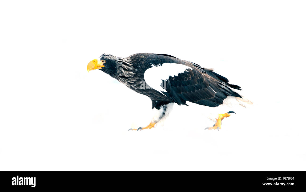 L'aigle de mer de Steller (Haliaeetus pelagicus), Japon Banque D'Images
