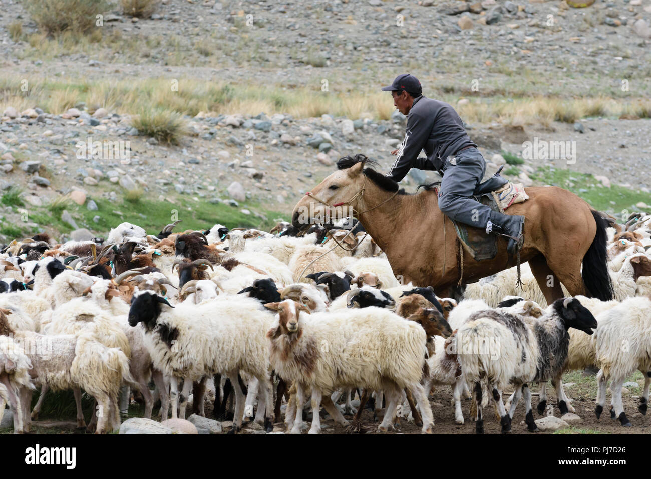 Un herder essaie d'obtenir son troupeau de moutons traversant une rivière dans la province de Khovd, la Mongolie. Banque D'Images