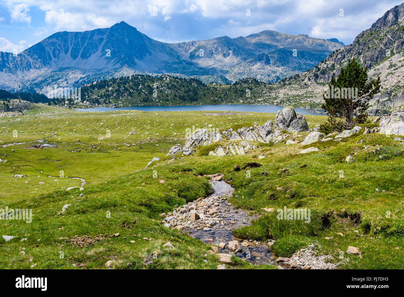 Tre solitaire près du lac, dans le circuit de Montmalus, Andorre Banque D'Images