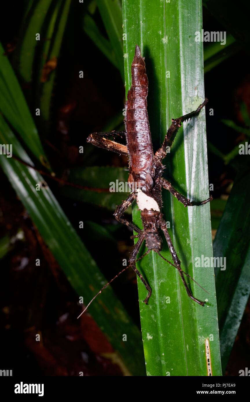 Un phasme (phasmides) dans la forêt tropicale à nuit à Gunung Gading National Park, Sarawak, l'Est de la Malaisie, Bornéo Banque D'Images