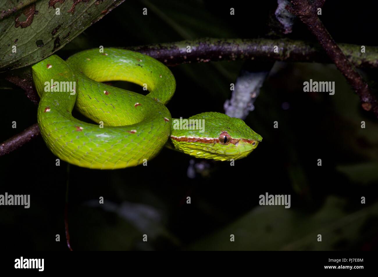 Un Pit Viper carénées Bornéo (Tropidolaemus subannulatus) en position d'embuscade dans la nuit dans le parc national de Gunung Gading, Sarawak, l'Est de la Malaisie, Bornéo Banque D'Images