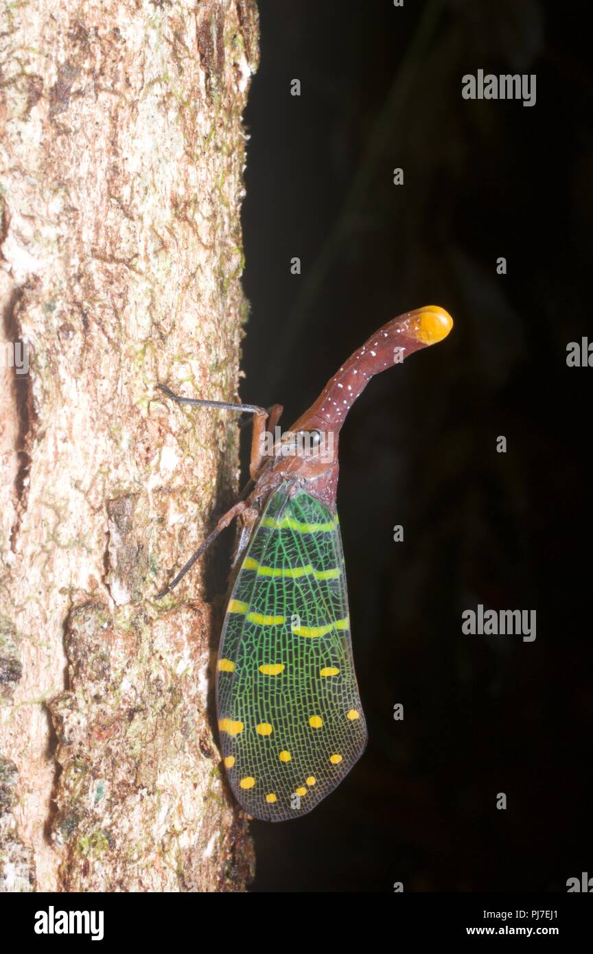 Un Lanternfly à ailes bleues (Pyrops intricata) perché sur un tronc d'arbre dans la forêt tropicale du Parc national de Gunung Gading, Sarawak, l'Est de la Malaisie, Bornéo Banque D'Images