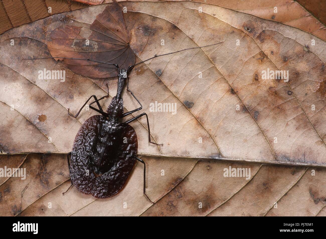 Un violon Beetle (Mormolyce phyllodes) sur une feuille morte à Gunung Gading National Park, Sarawak, l'Est de la Malaisie, Bornéo Banque D'Images