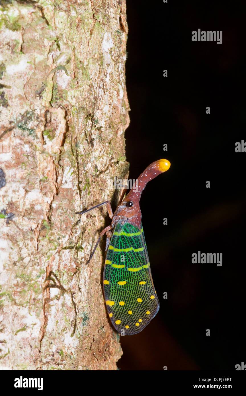 Un Lanternfly à ailes bleues (Pyrops intricata) perché sur un tronc d'arbre dans la forêt tropicale du Parc national de Gunung Gading, Sarawak, l'Est de la Malaisie, Bornéo Banque D'Images
