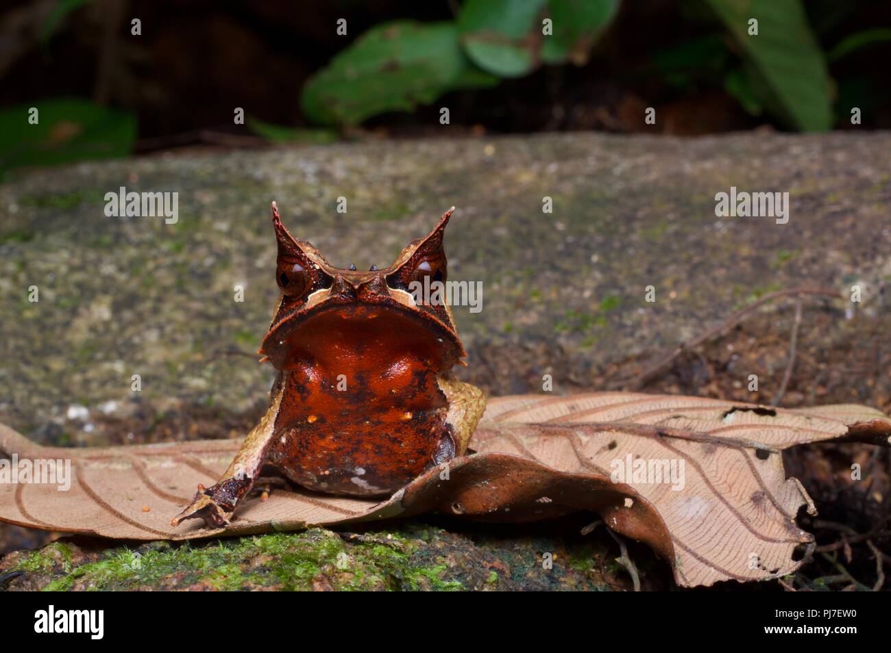 Une Grenouille cornue de Malaisie (Megophrys nasuta) sur le sol de la forêt dans la nuit dans le parc national de Gunung Gading, Sarawak, l'Est de la Malaisie, Bornéo Banque D'Images