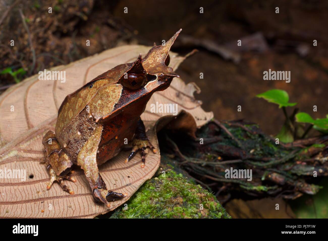 Une Grenouille cornue de Malaisie (Megophrys nasuta) sur le sol de la forêt dans la nuit dans le parc national de Gunung Gading, Sarawak, l'Est de la Malaisie, Bornéo Banque D'Images