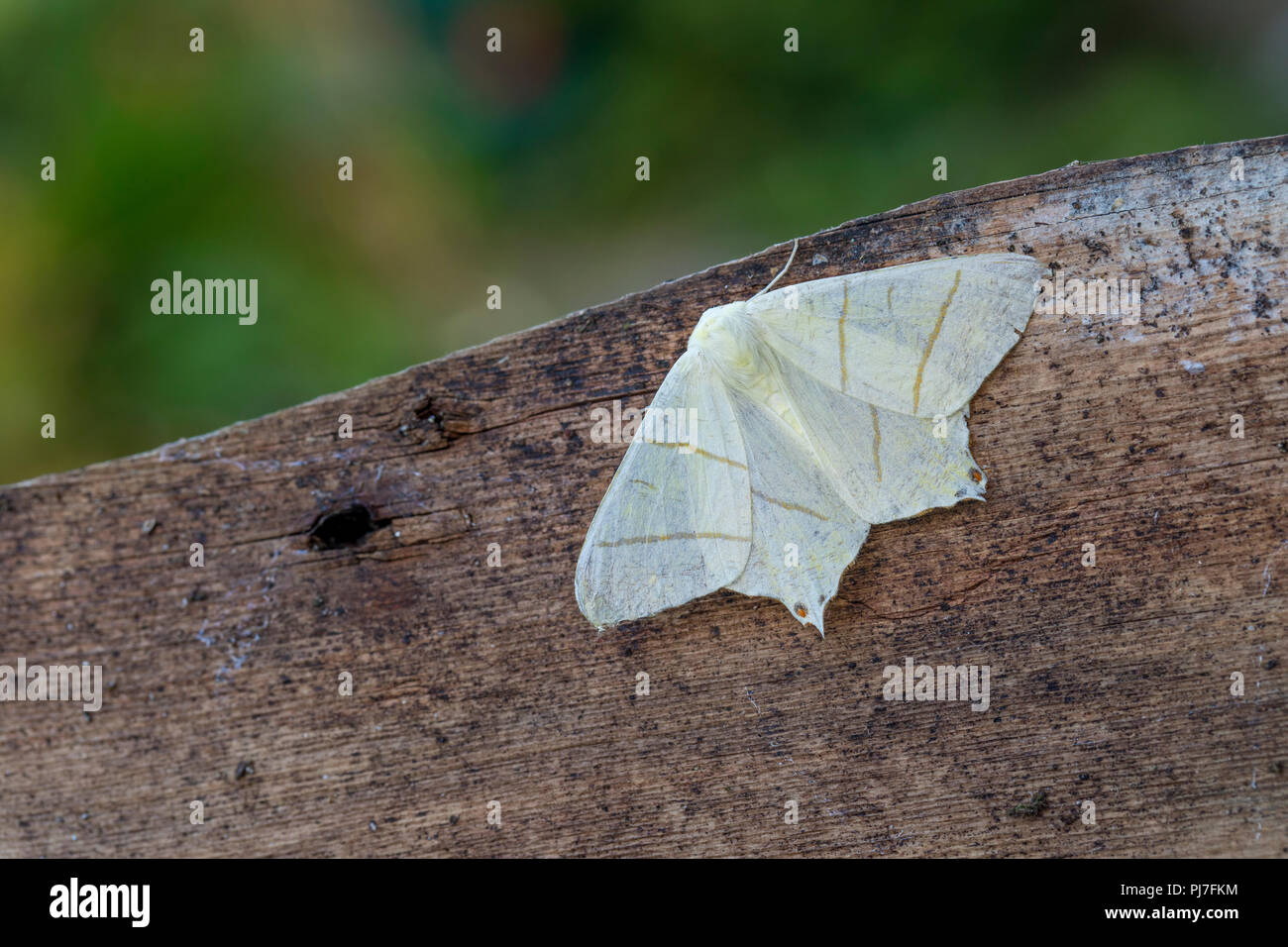 Papillon à queue fourchue ; Ourapteryx sambucaria sur bois unique ; Cornwall UK Banque D'Images