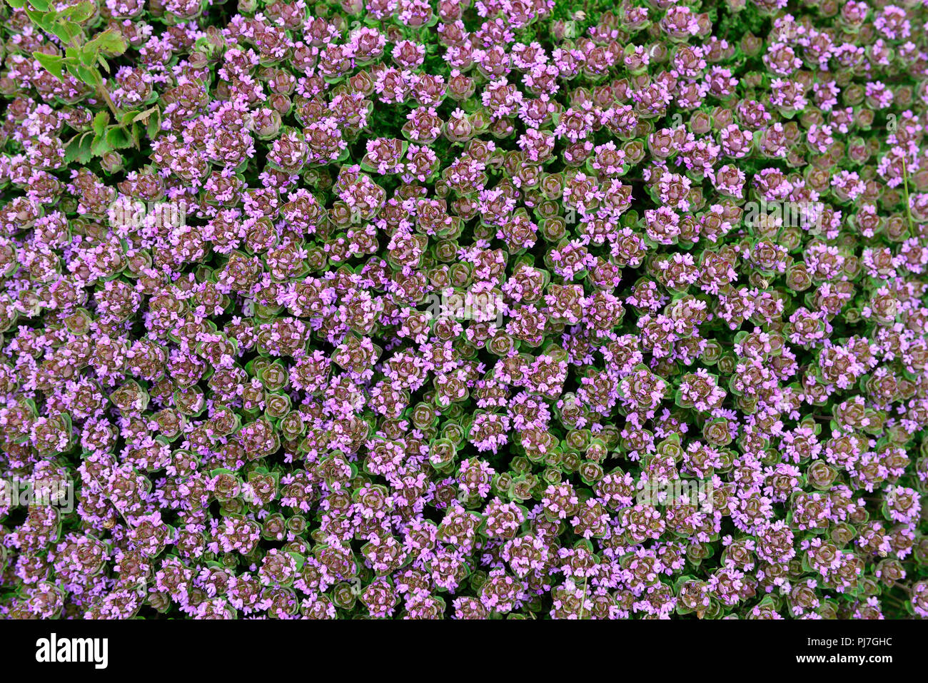 Le thym (Thymus camphoratus) en fleurs. Parc Naturel du Sud-Ouest Alentejano et Costa Vicentina, le plus sauvage de la côte atlantique en Europe. Algarve, Portugal Banque D'Images