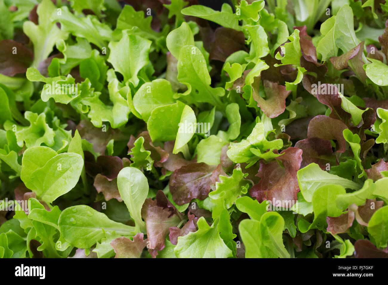 Mélange de salade de feuilles. Banque D'Images