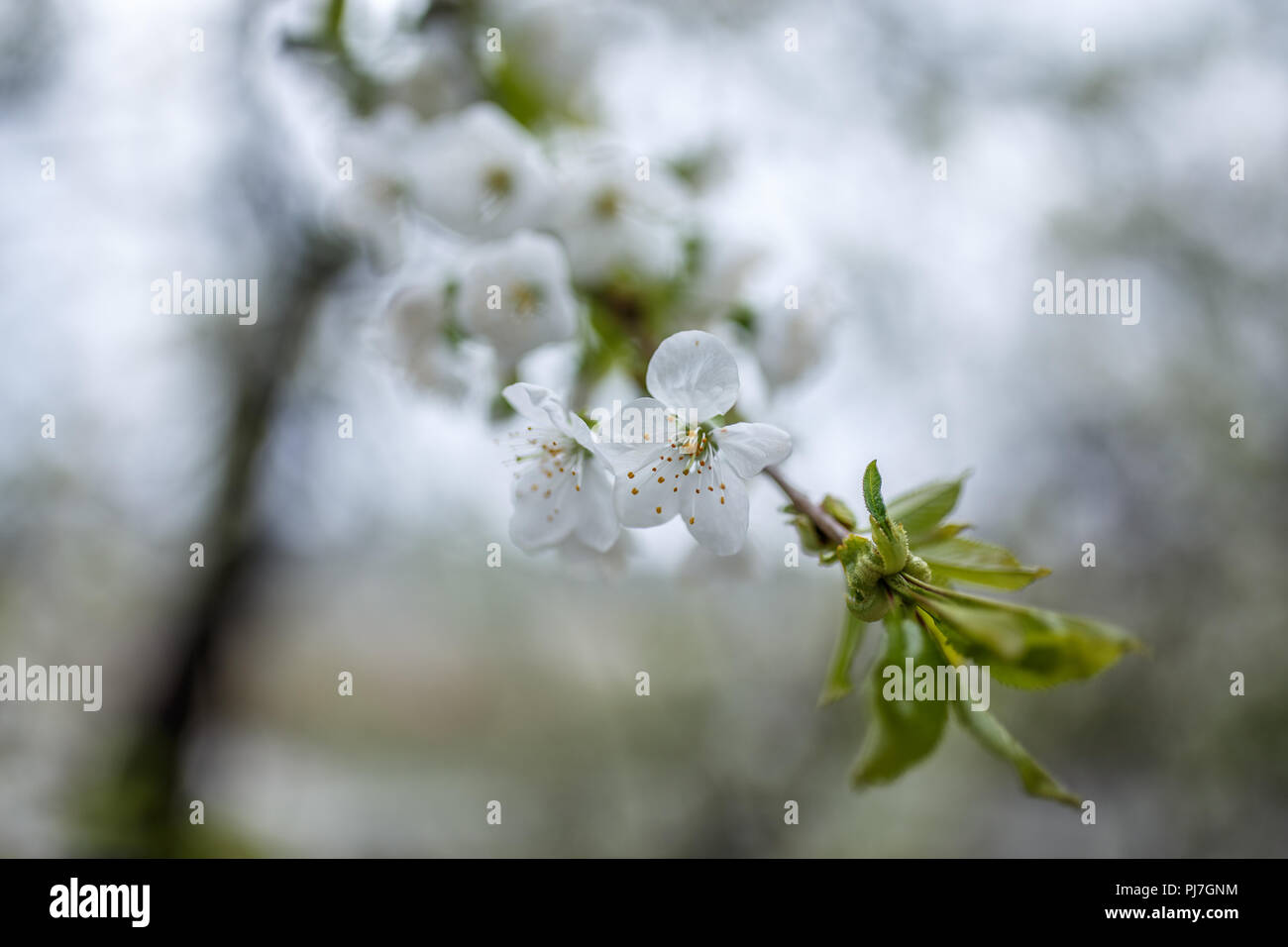 Les fleurs de cerisier sur bachground floue Banque D'Images