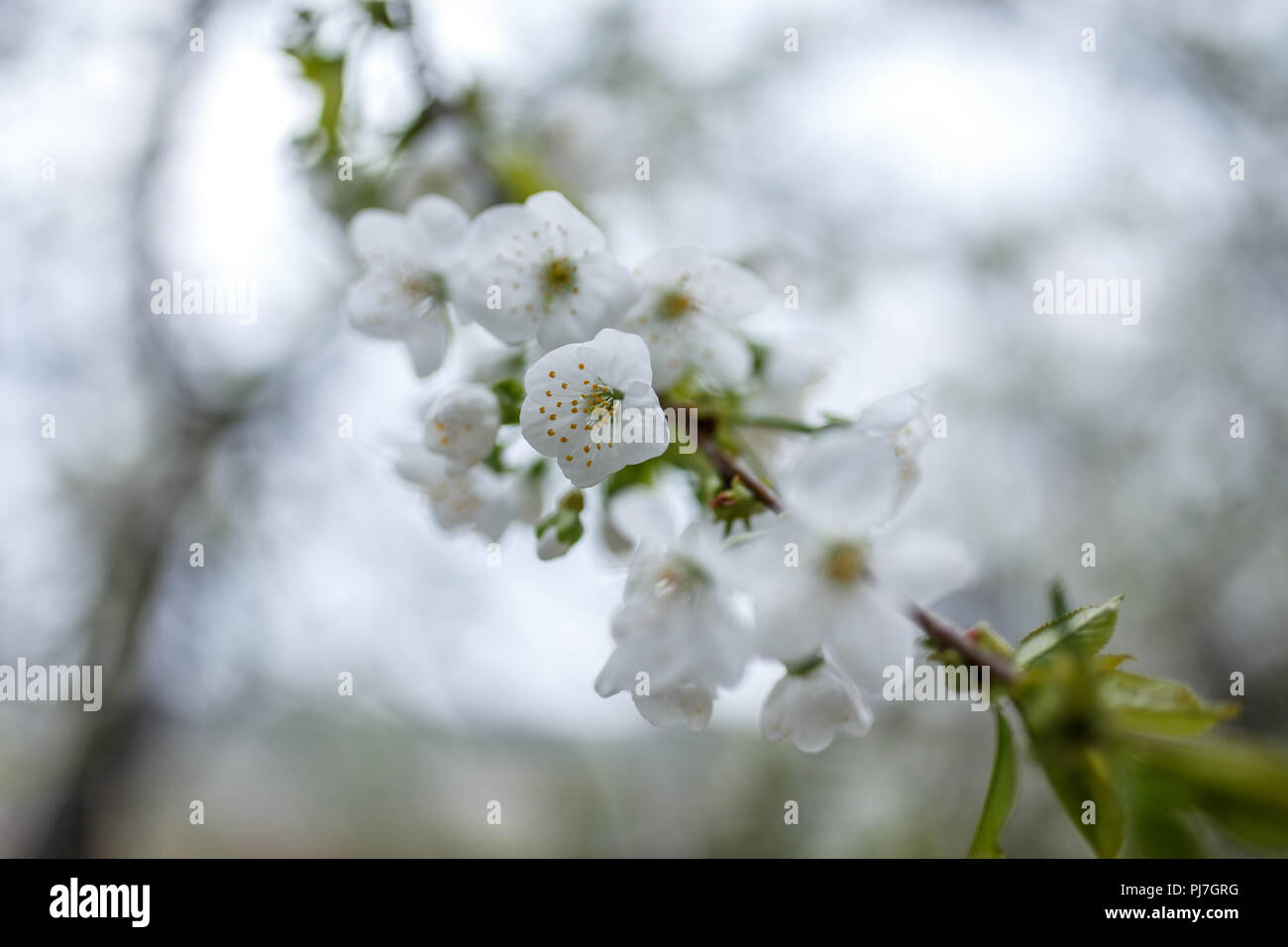 Les fleurs de cerisier sur bachground floue Banque D'Images