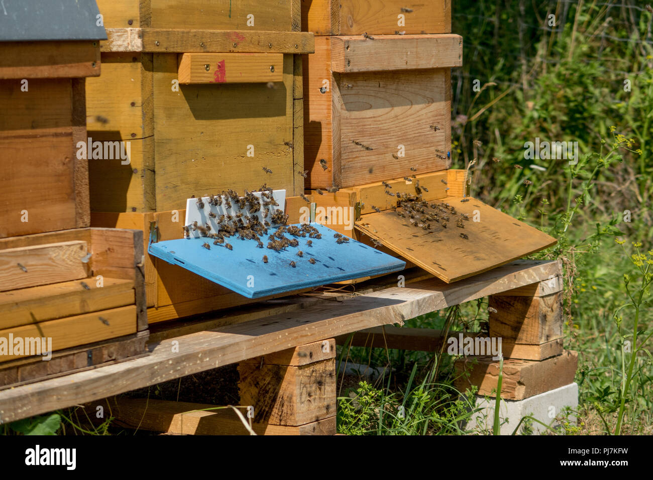 Close up de voler les abeilles. Ruche en bois et les abeilles. Banque D'Images