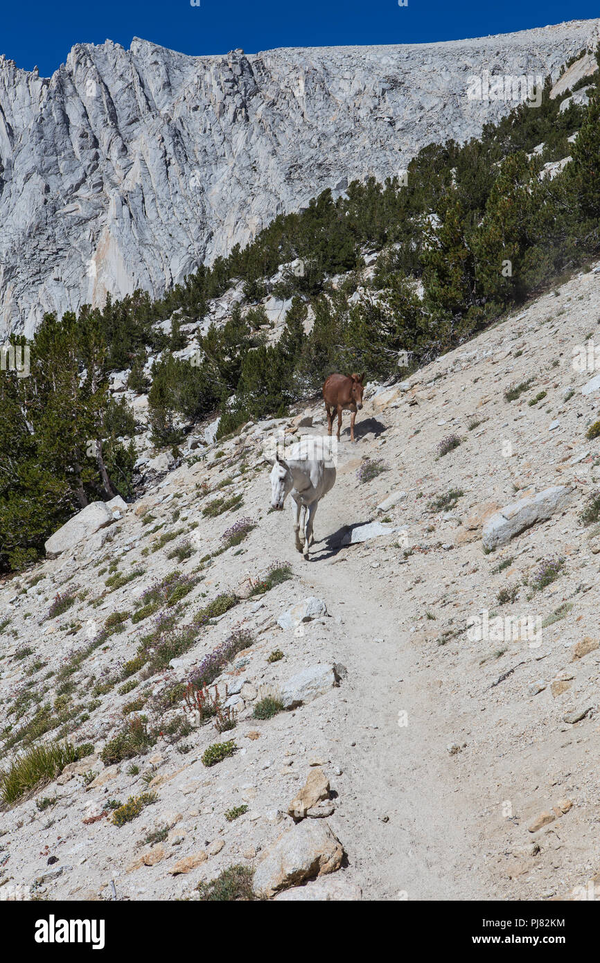 Les mules en ordre décroissant le sentier du col de Mono. Ils font le voyage de retour sur leur propre retour à l'étable où ils savent qu'ils se nourrissent. Sierra Nevada Banque D'Images