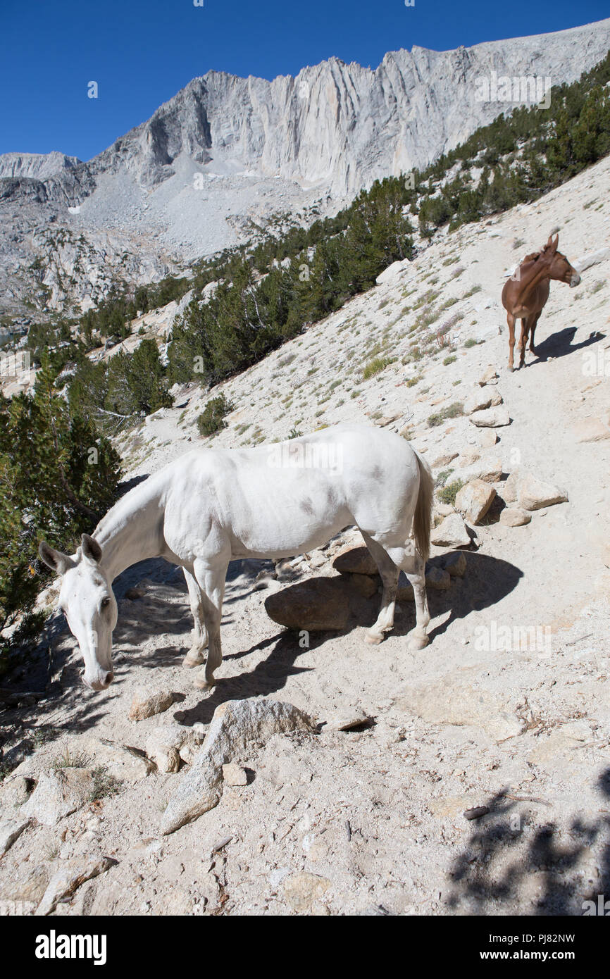 Les mules en ordre décroissant le sentier du col de Mono. Ils font le voyage de retour sur leur propre retour à l'étable où ils savent qu'ils se nourrissent. Sierra Nevada Banque D'Images