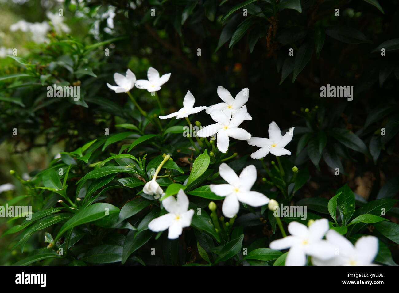 gros plan de fleurs Banque D'Images