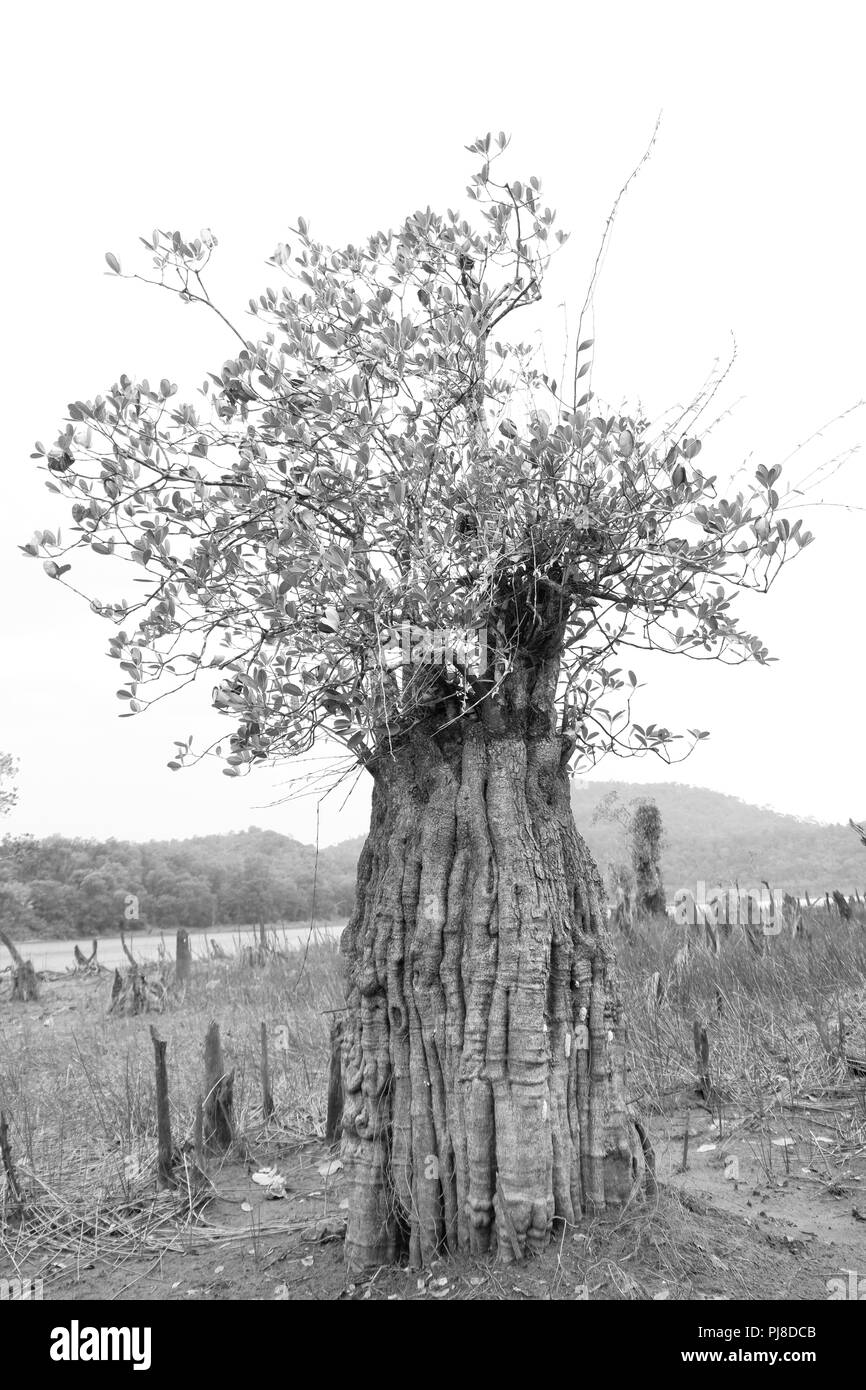 Les mangroves Banque D'Images