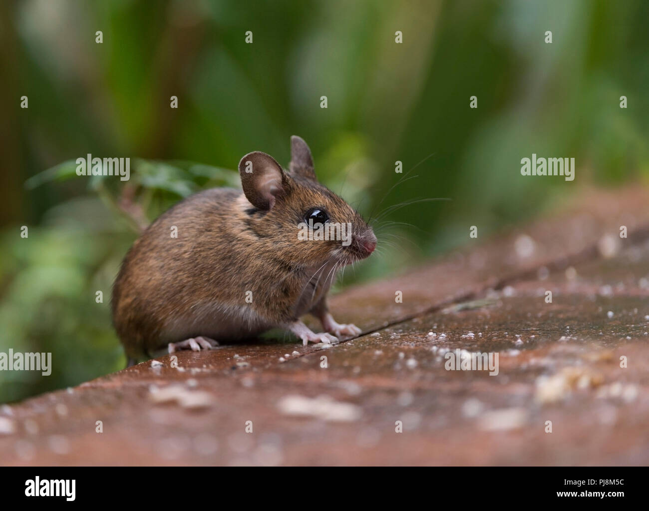 Fieldmouse ou un cloporte trouver et manger les graines de tournesol à l'écart pour les oiseaux Banque D'Images