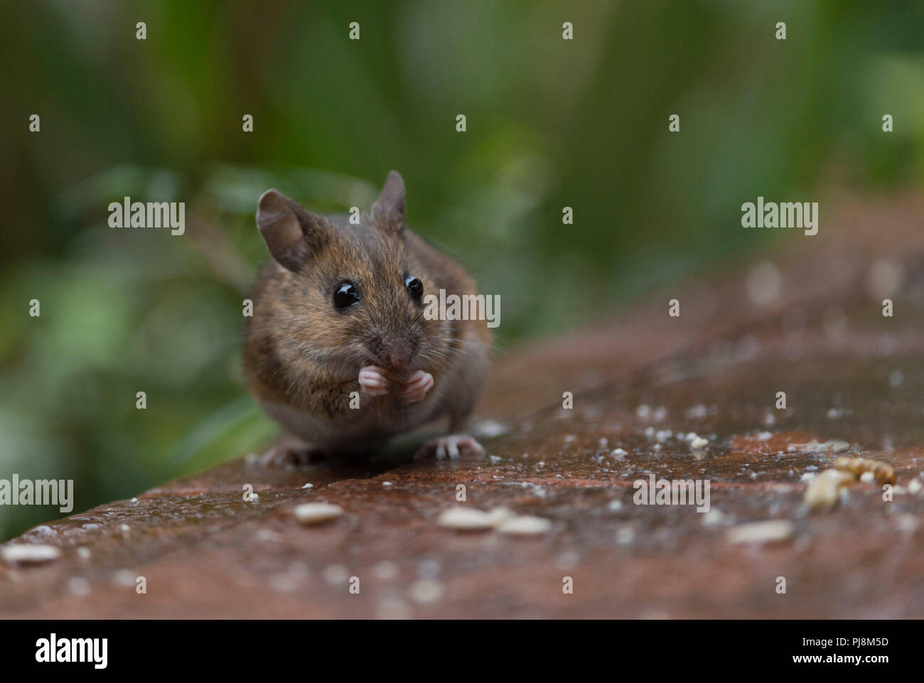 Fieldmouse ou un cloporte trouver et manger les graines de tournesol à l'écart pour les oiseaux Banque D'Images