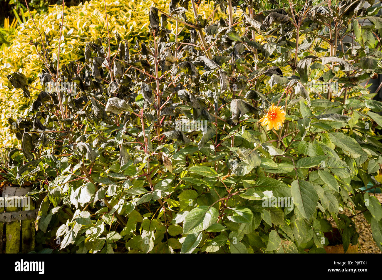 Au début de l'hiver et les premières gelées feuillage noircisse Dahlia indiquant le temps de lever l'tubors ou préparer la protection d'hiver pour les racines sous terre en UK Banque D'Images