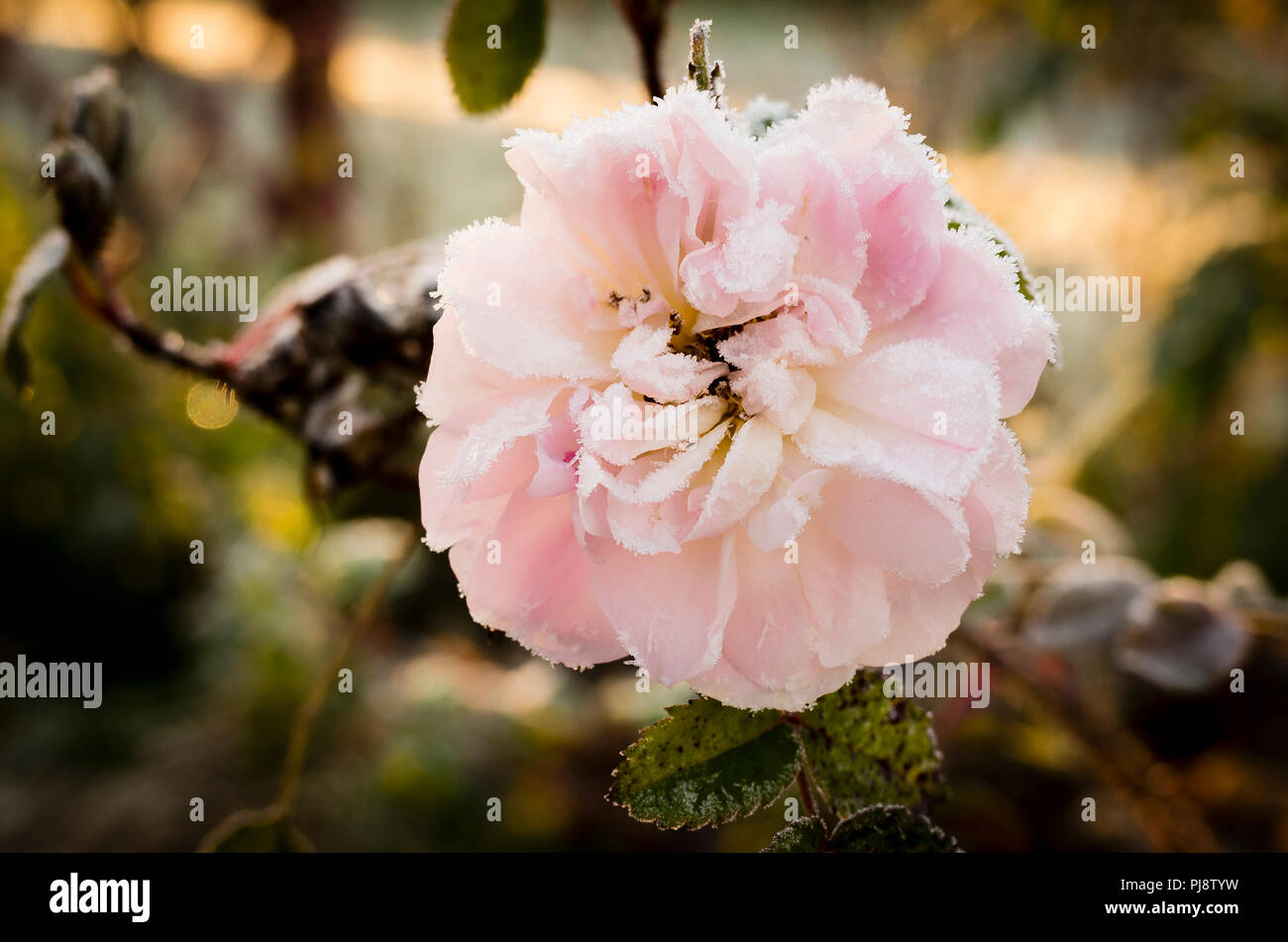 Une fleur rose dépoli fin de Rosa Stanwell Perpetual dans un jardin anglais à la fin de novembre en UK Banque D'Images