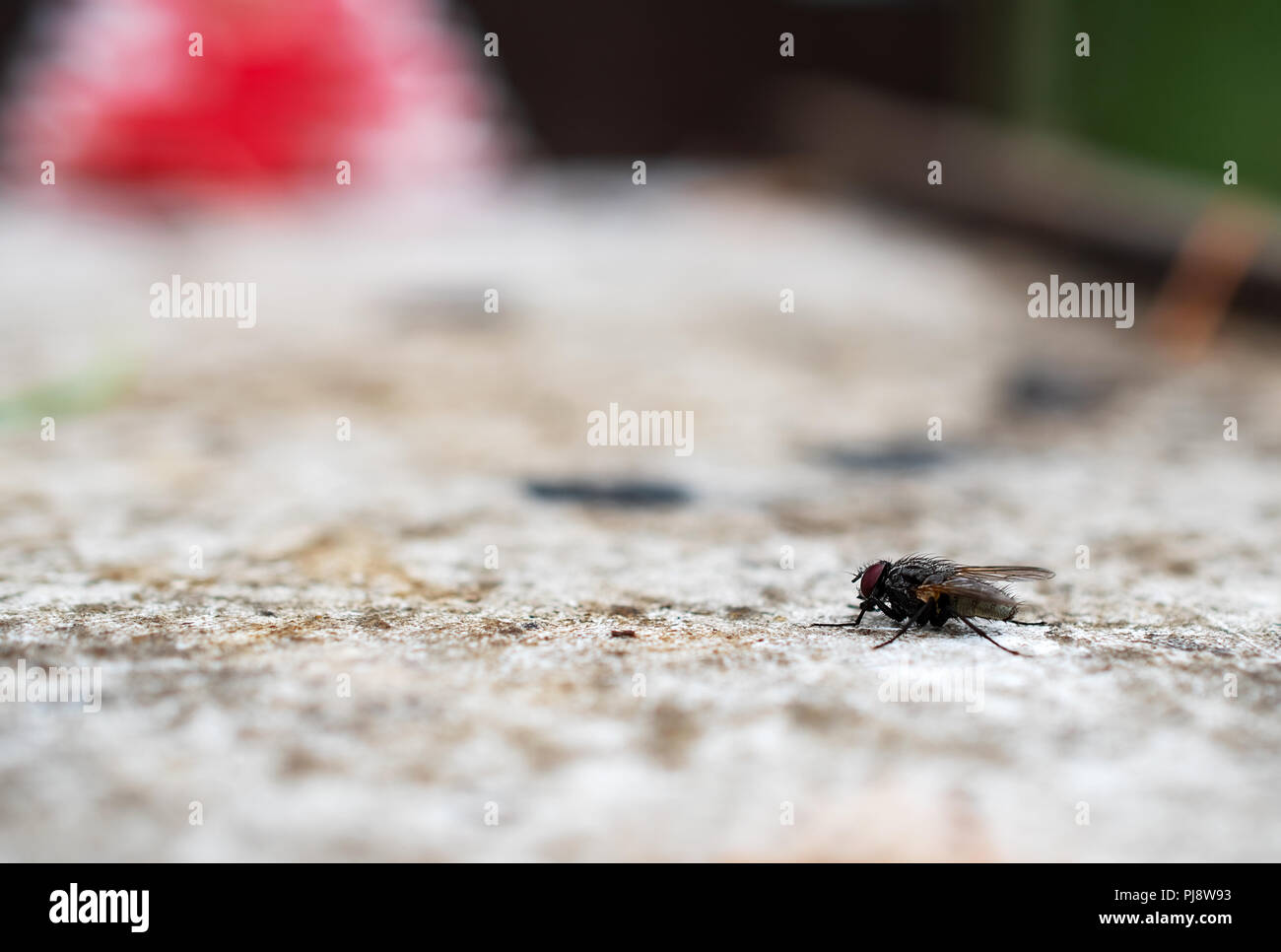 La macrophoto d'un domestique noir voler sur une surface d'éclairage avec une faible profondeur de la netteté Banque D'Images