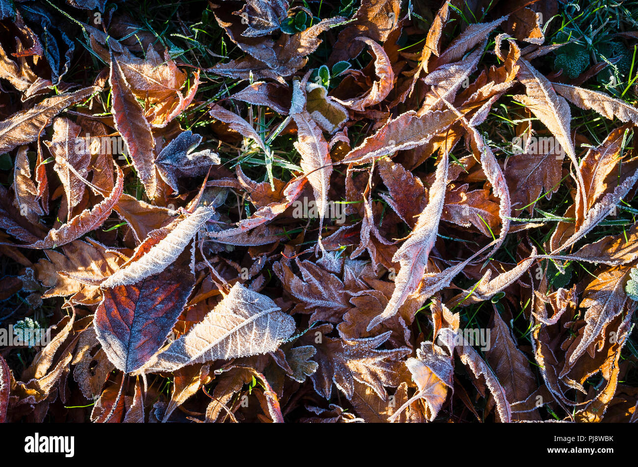 Feuilles de hêtre tombé dans la nuit givrée d'un jardin Anglais UK Banque D'Images