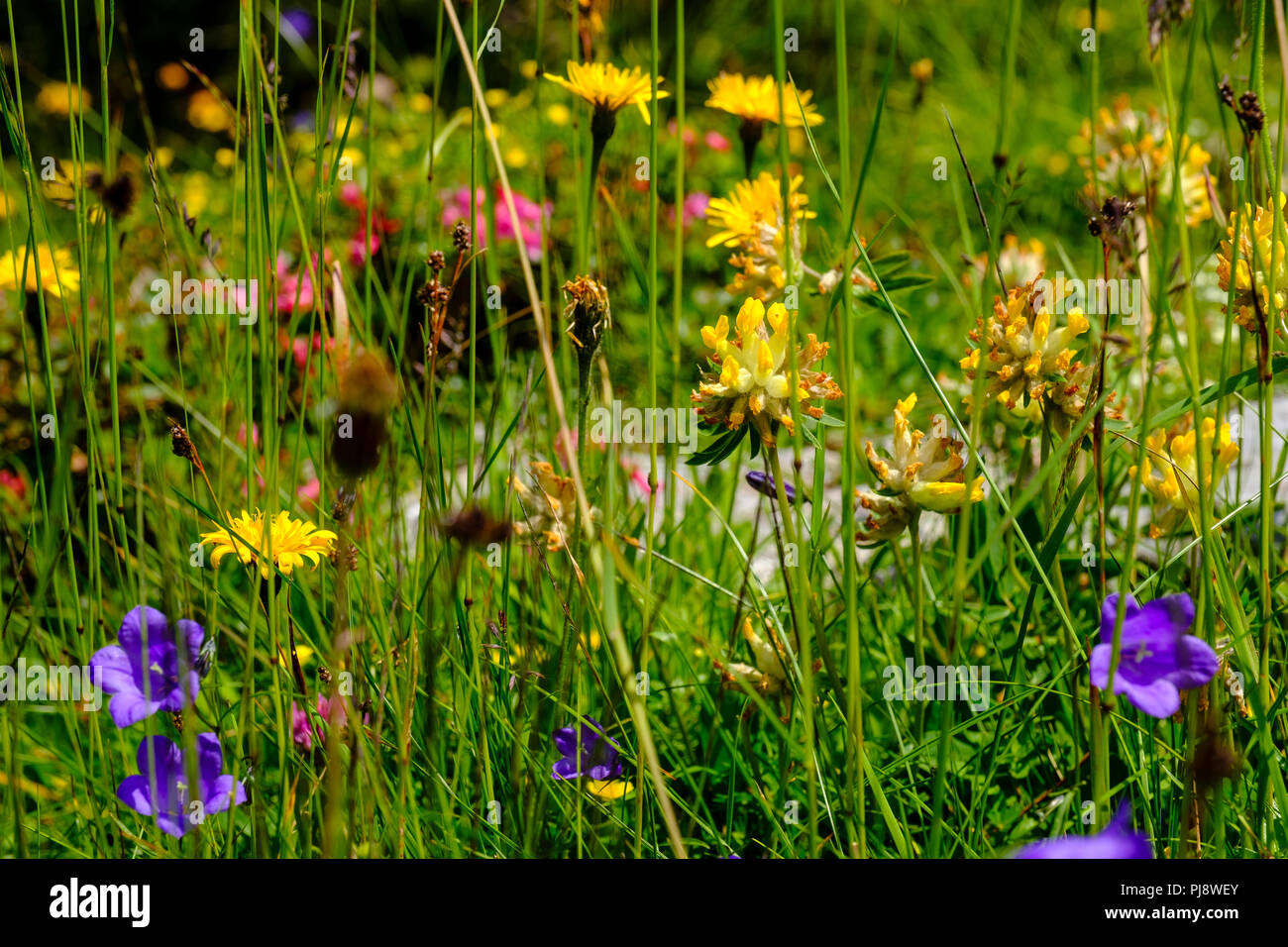 Fleur alpine Alpine meadow, kidneyvetch (Anthyllis vulneraria alpestris), la campanule (Campanula), Alpes bavaroises Banque D'Images