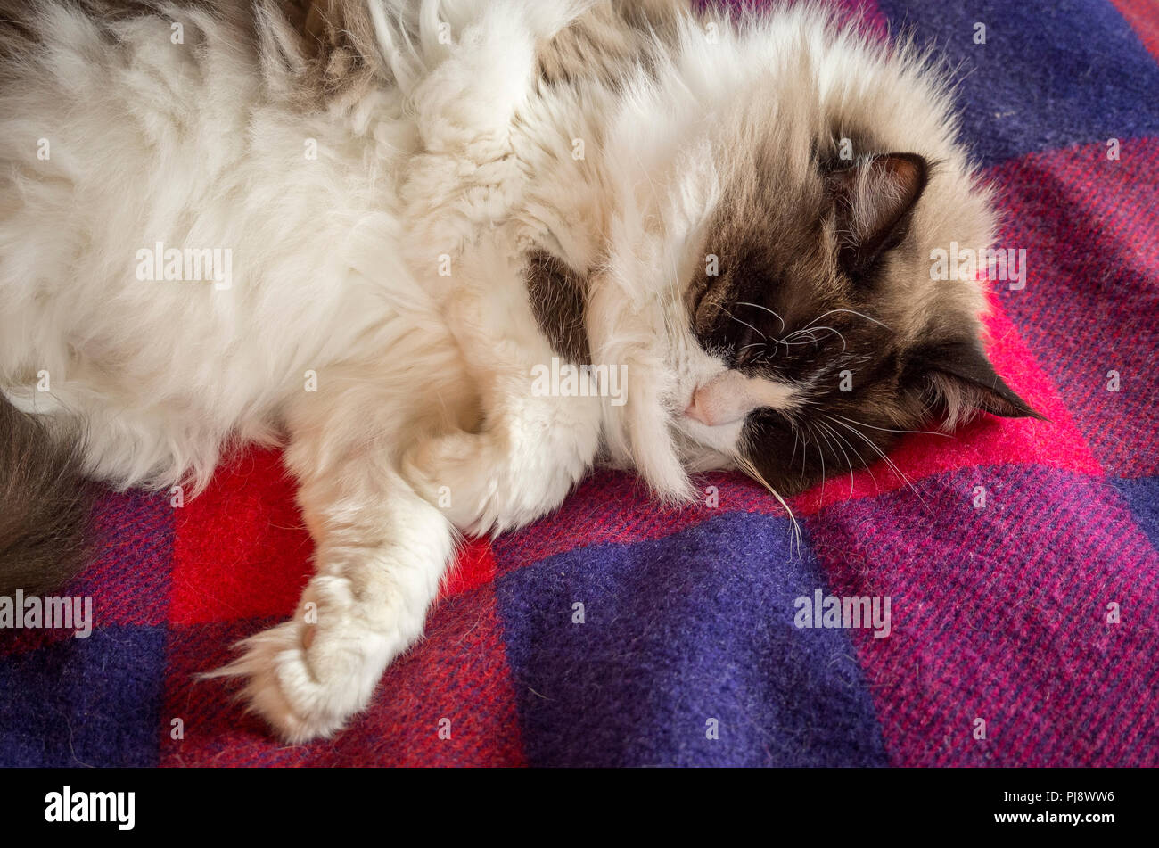 Chat Ragdoll femelle endormie sur une couverture colorée pour le confort et la sécurité en UK Banque D'Images