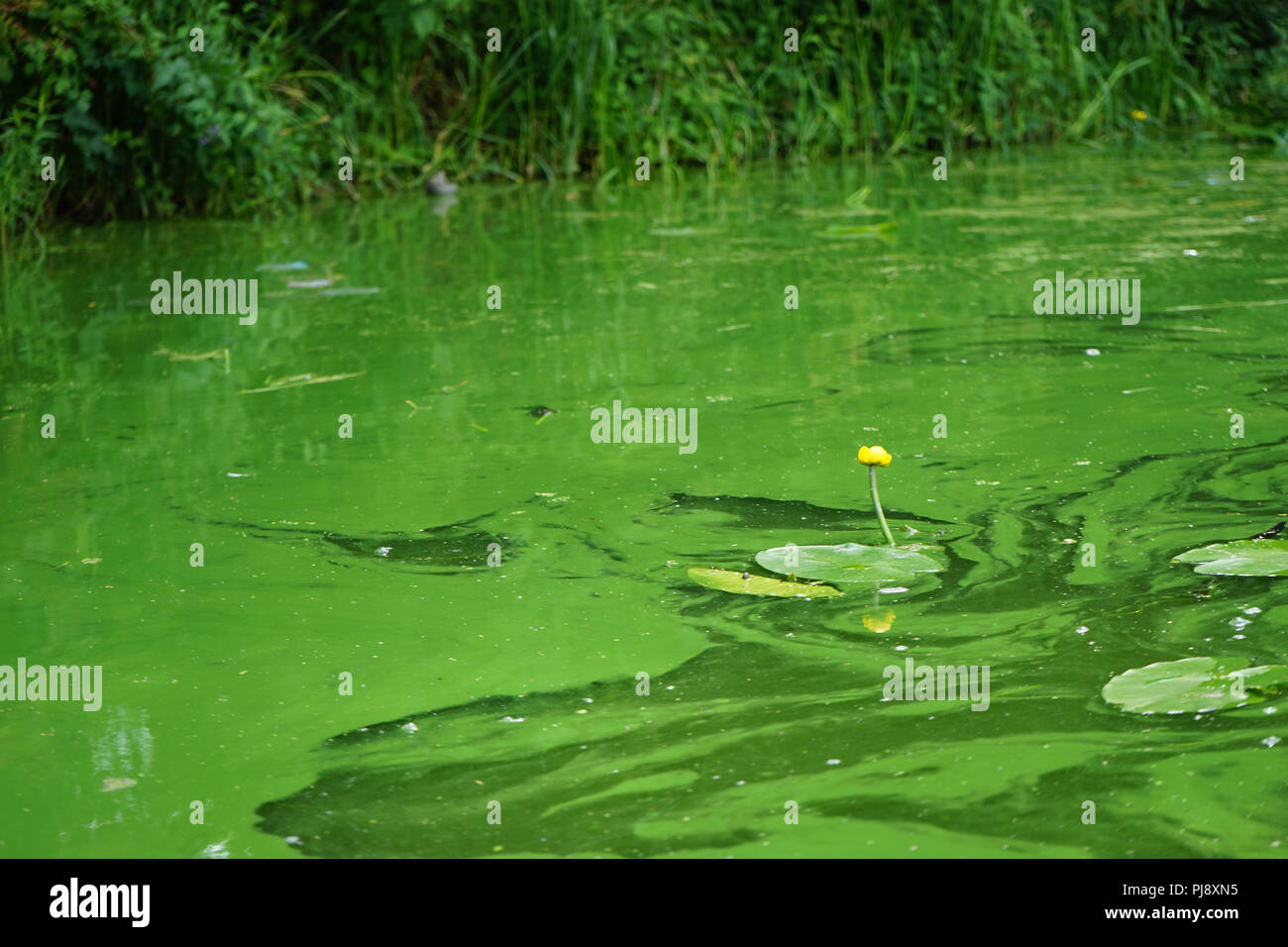 Grünalgen, Gelbe Teichrose oder Chlorobionta (Nuphar lutea) im Kanal von Klein-Venedig, Berlin, Allemagne Banque D'Images