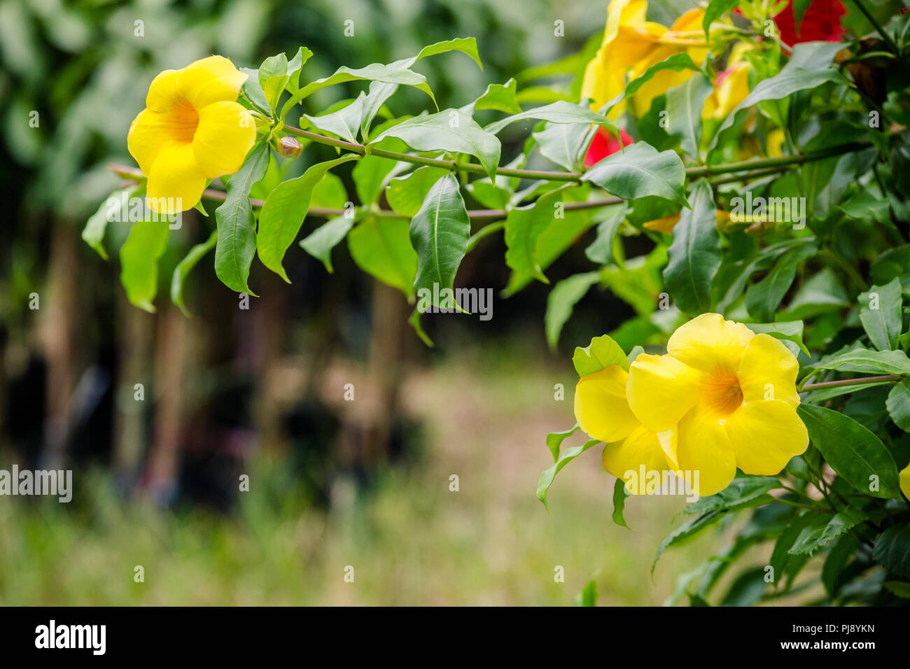 Fleur jaune sur un arbre Banque D'Images