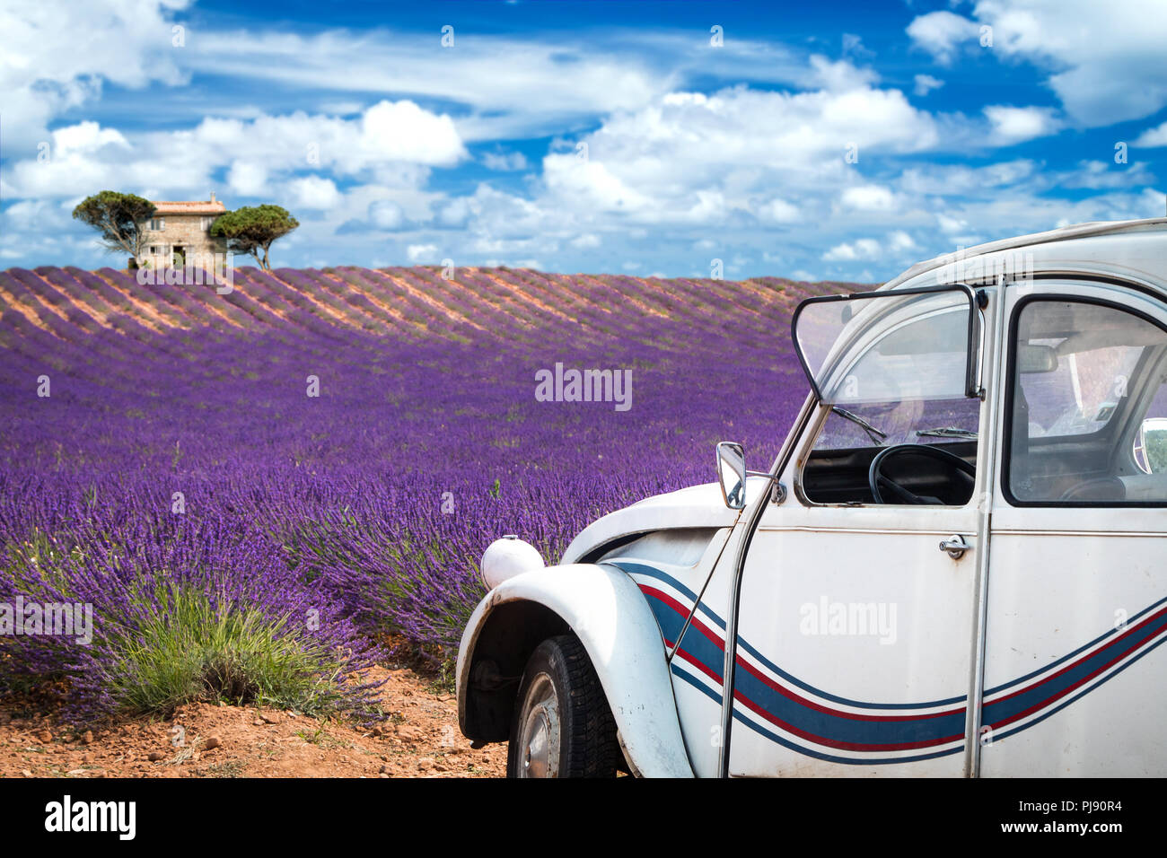 Vieille voiture française en face de champ de lavande en provence france violet couleur de fond de l'agriculture un plan macro closeup Banque D'Images