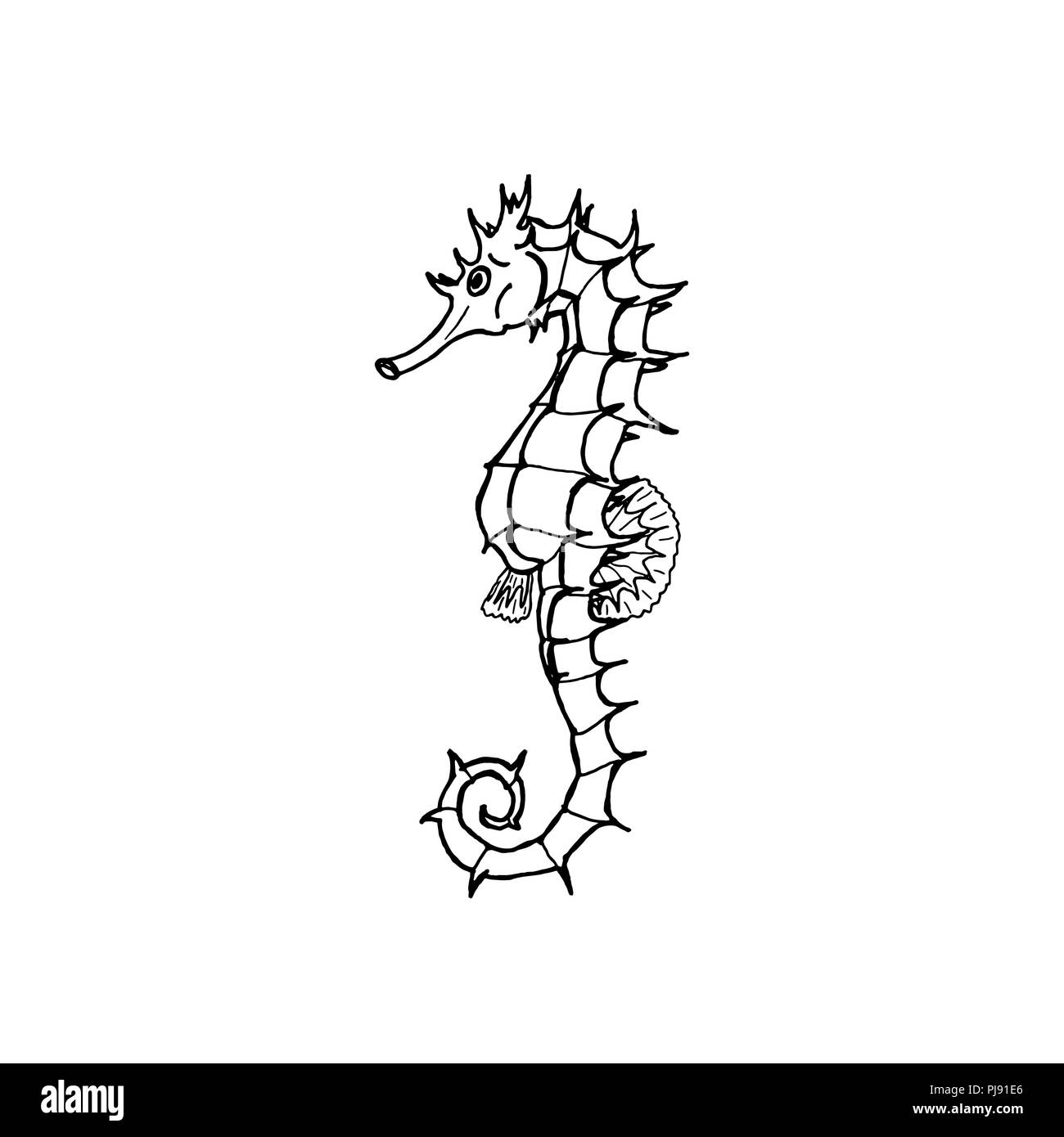 Vector illustration de silhouette d hippocampes Dessin   la main seahorse