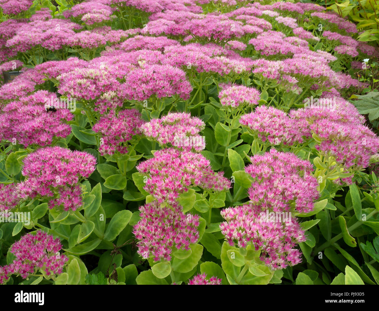 Sedum spectabile croissant dans Rosentella frontière jardin Banque D'Images