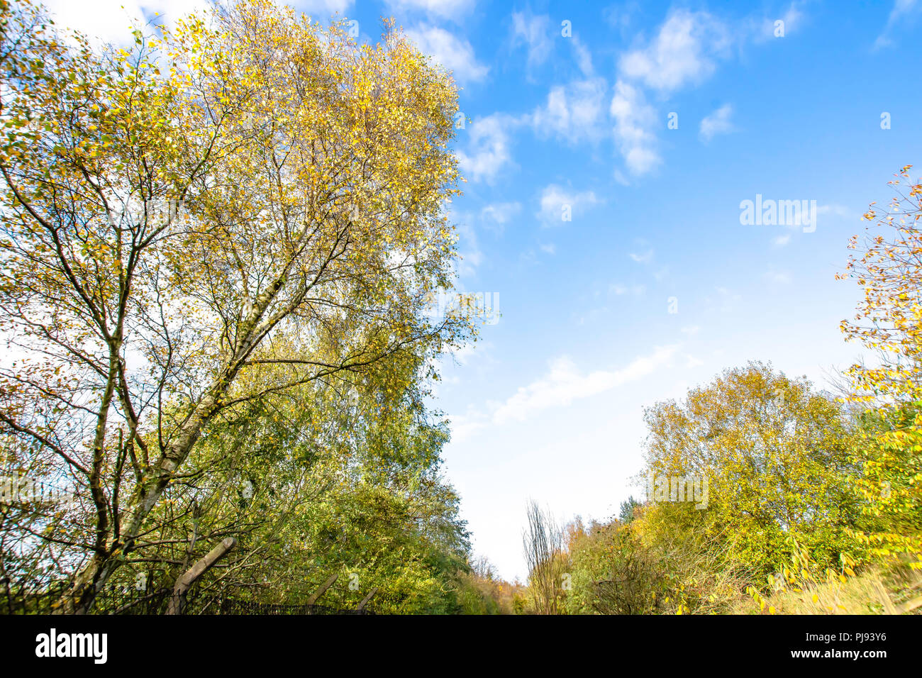 Bouleau jaune avec des feuilles à l'automne sur la campagne britannique forestiers colorés.ciel bleu avec quelques nuages en arrière-plan.Nature UK.Espace pour copie. Banque D'Images
