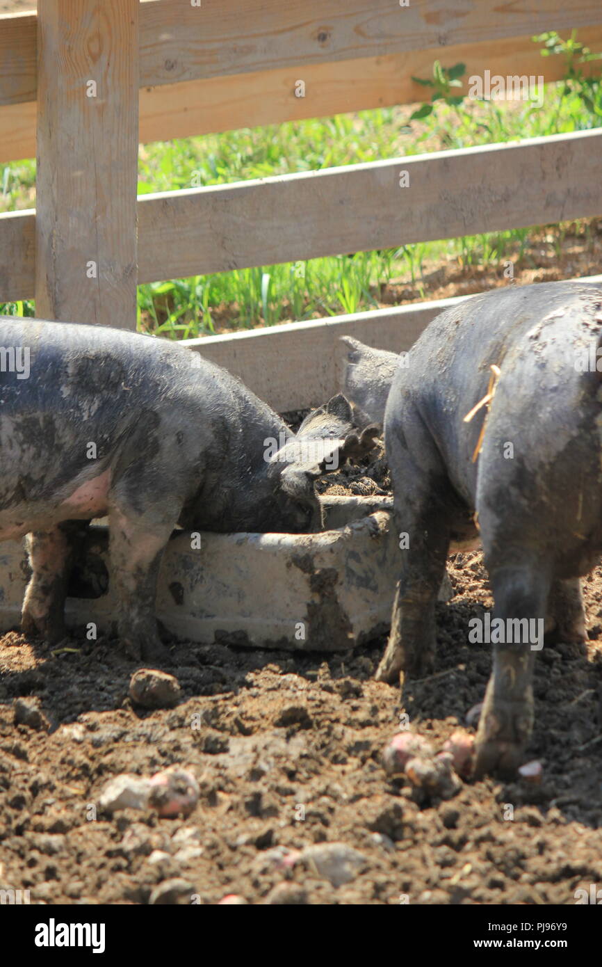 Cochons jouant dans leur porcins et mangeant d'un creux lors d'une chaude journée d'été ensoleillée. Banque D'Images