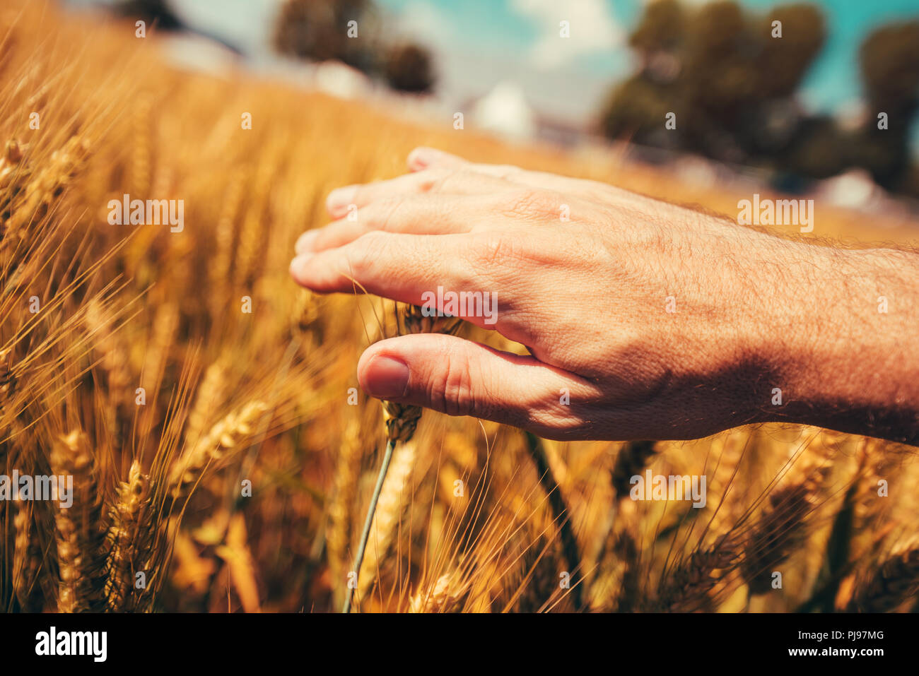 Concept de protection des cultures avec l'agriculteur touchant la récolte de blé de maturation les oreilles en champ cultivé, selective focus Banque D'Images