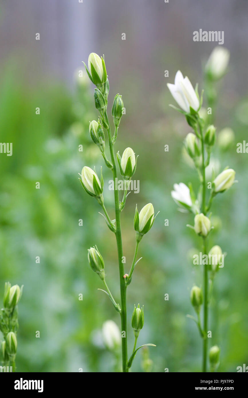 Campanula blanche en bouton Banque D'Images